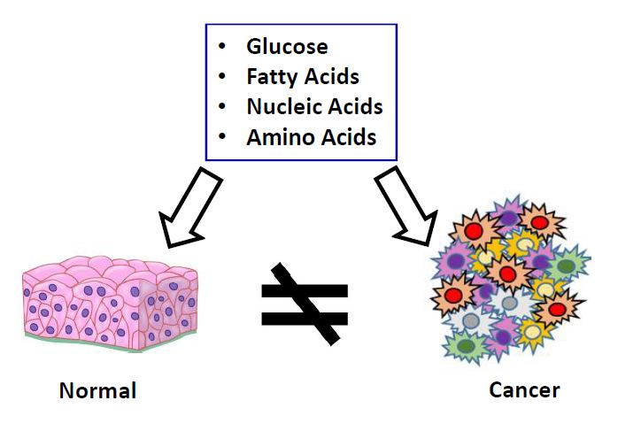 Cancer Metabolic Reprogramming