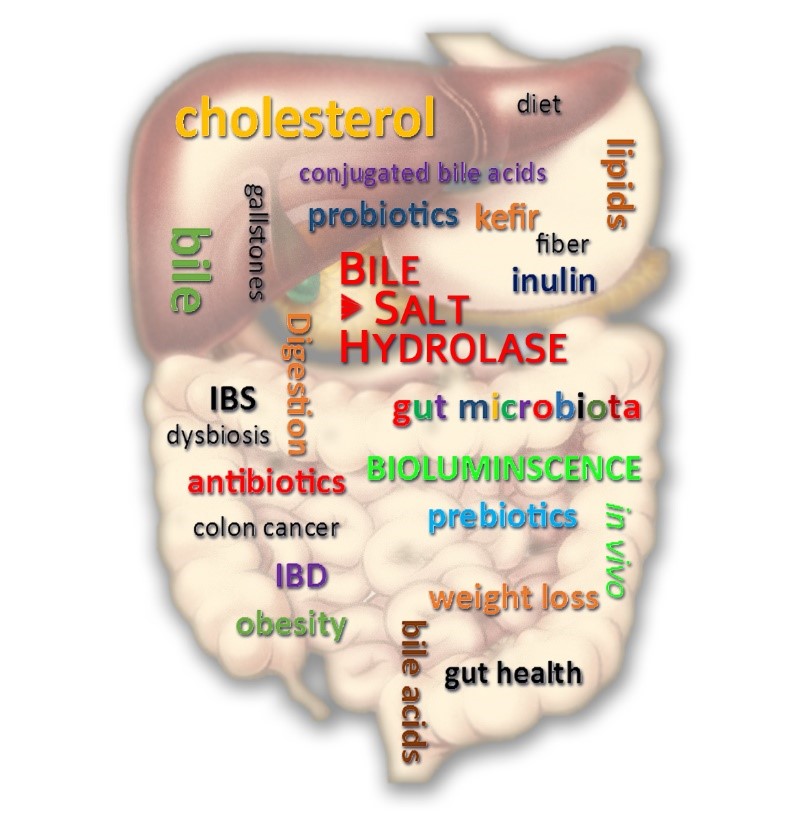 Novel tools to unravel enzymatic functions of gut microbiota