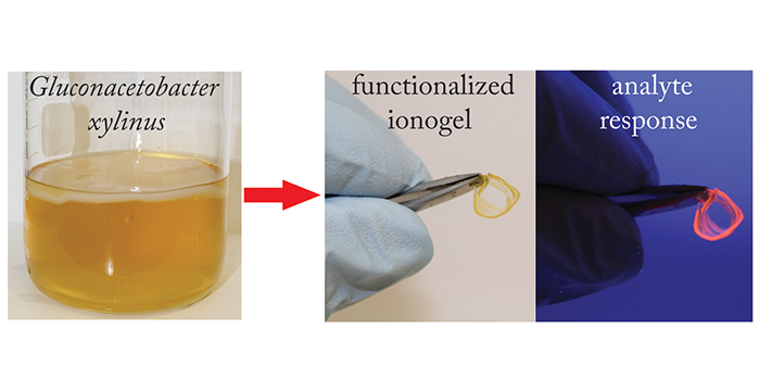 Bacterial Cellulose Ionogels as Chemosensory Supports