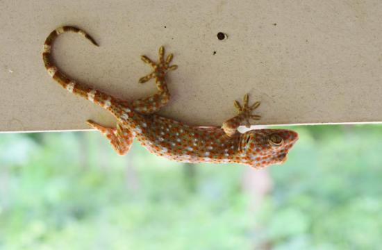picture of a gecko
